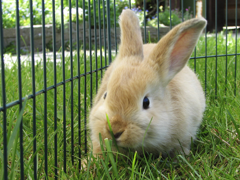 Fluffy bunny in lawn enclosure