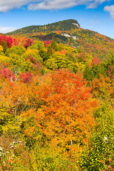 Autumn foliage on mountainside