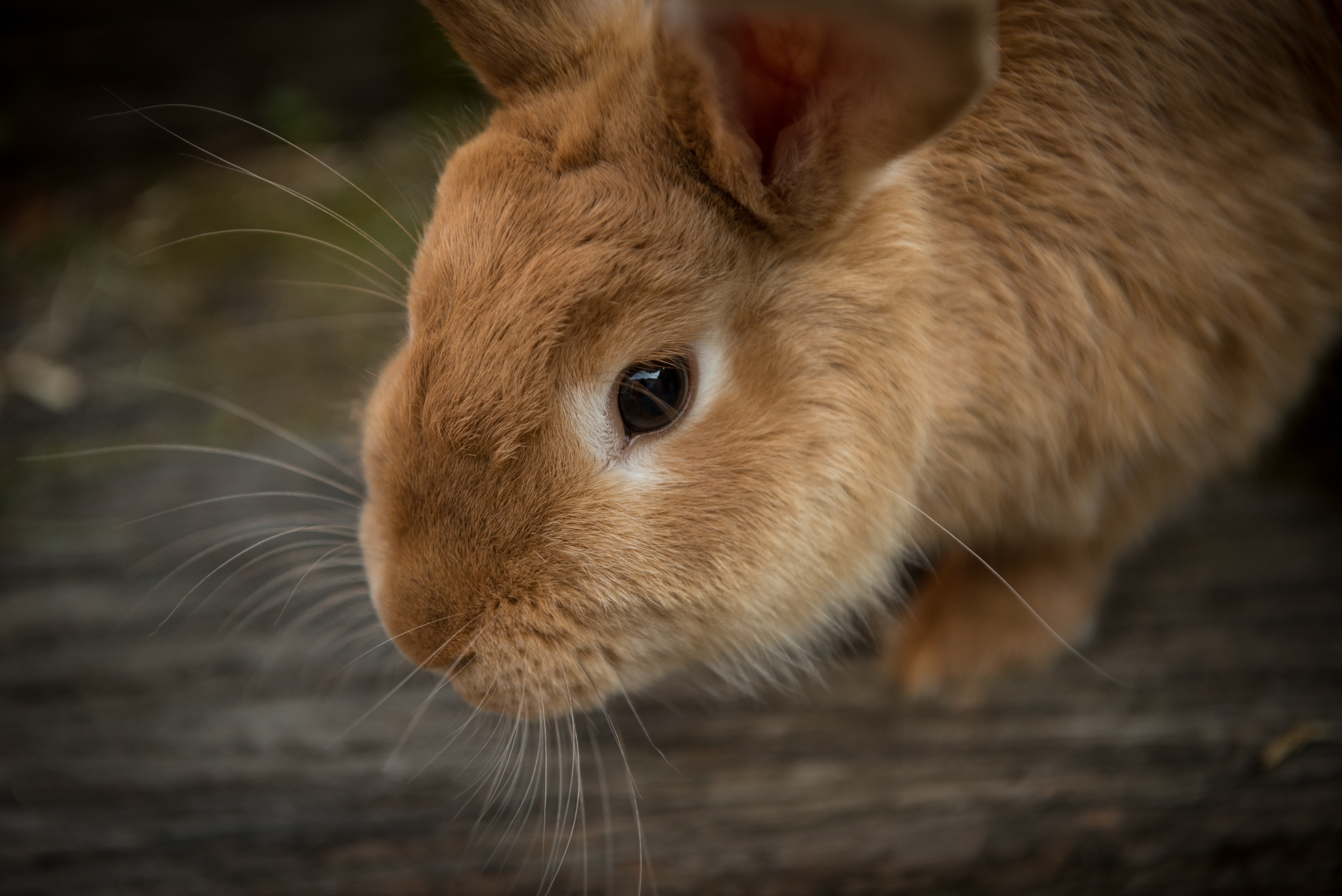 Close-up of face of brown bunny